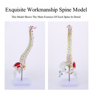 Анатомическая Гибкая хиропрактика медицинская научная модель позвоночника человеческий позвоночник обучающий инструмент - Product Image 6