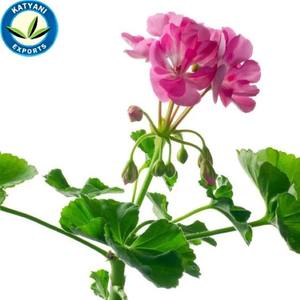 Prix de gros en vrac pour l'huile essentielle de géranium rose naturelle pure 100%-parfaite pour l'aromathérapie et les soins de la peau - Product Image 1