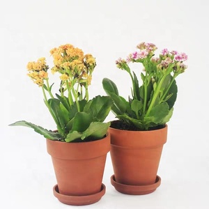 <span class=keywords><strong>Vasi</strong></span> in Terracotta per <span class=keywords><strong>Piante</strong></span> Succulente da Giardino, 2-8 Pollici, con Sottovaso, Assortimento di Dimensioni - Product Image 6