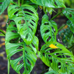 Monstera Adansonii: Proveedor de Plantas Tropicales de Interior, Planta Trepadora Exótica 'Swiss Cheese Vine' - Product Image 1