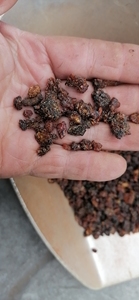 Ham yeni iyi fiyat tüm <span class=keywords><strong>opoponax</strong></span> reçine <span class=keywords><strong>opoponax</strong></span> ve myrrh granül - Product Image 5