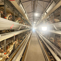 Cage à poulets de type H, grande capacité, 4 niveaux, en acier, entièrement automatique, alimentée par batterie, pour l'élevage avicole à domicile