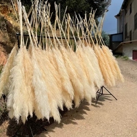 A-1 2024 Nouvelles Arrivées Grandes Fleurs Décoratives Naturelles Séchées Panache d'Herbe de la Pampa Volumineux