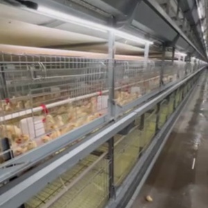 Cages à batterie automatiques de type H pour l'élevage de poussins, bon <span class=keywords><strong>prix</strong></span>, neuves, cages pour poulettes, directement du fabricant - Product Image 5