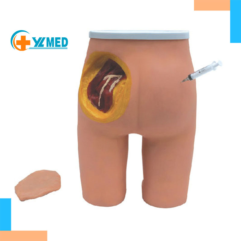 Verified Supplier Im Buttock Injection Realistic Muscle Injection Model |  Alibaba.com