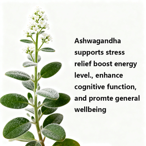 OEM / ODM خلاصة Ashwagandha نقية مكمل عشبي شريط فموي لإدارة التعب/تنظيم العاطفة غشاء رقيق عن طريق الفم - Product Image 4