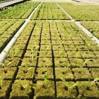 Cubes de laine de roche hydroponiques, substrat de culture hors sol, bouchons de laine de roche pour la germination des graines de légumes et de fleurs
