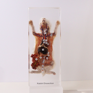 本物の動物樹脂標本剥製ウサギ解剖高校のための教育玩具 - Product Image 5