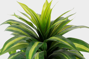 Piante di canna da giardino naturale di alta qualità artificiale Dracaena Fragrans 100CM 70 foglie albero artificiale seta pianta finta - Product Image 2