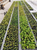 Système de support de gouttière hydroponique en plastique, gouttière hydroponique en plastique, plateau de plantation