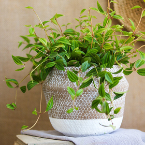 Planteur circulaire <span class=keywords><strong>de</strong></span> table intérieure, ornement <span class=keywords><strong>de</strong></span> <span class=keywords><strong>balcon</strong></span>, pots <span class=keywords><strong>de</strong></span> plantes bon marché pour vente, vente en gros - Product Image 2