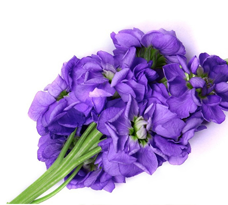 CAS 8024-08-6 Aromatherapy Violet Flower Essential Oil Body Care
