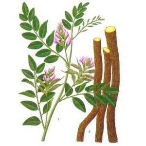 सियुआन फैक्टरी आपूर्तिकर्ता थोक मूल्य लाइसेंसी अर्क ग्लाइसिरैफिज़िन 13% 10:1 - Product Image 4