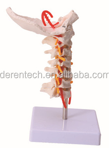 Modello Anatomico Elettrico <span class=keywords><strong>del</strong></span> Battito Cardiaco e della Circolazione Sanguigna in Metallo per <span class=keywords><strong>l</strong></span>'<span class=keywords><strong>Educazione</strong></span> Medica - Product Image 6