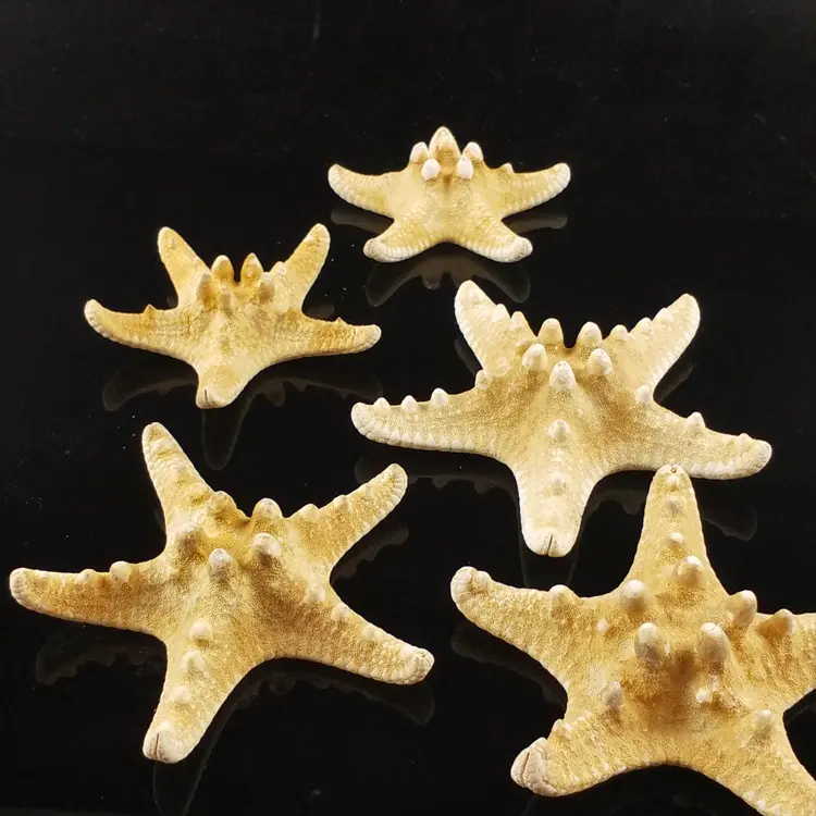 Natural Yellow Seashell Starfish Shell Crafts For Home Decor