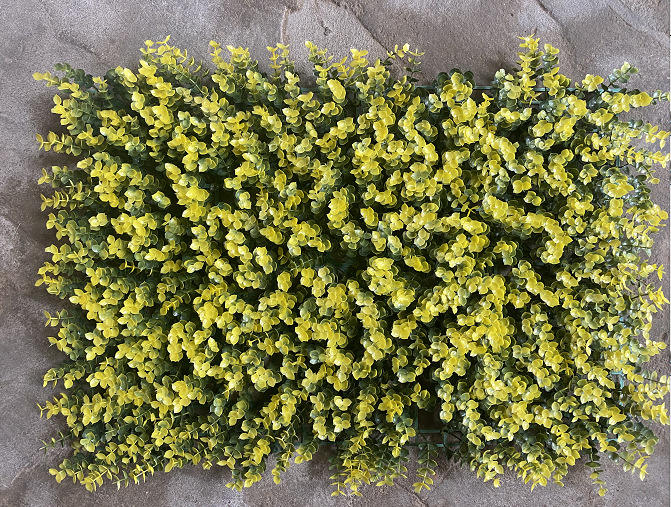 ยูคาลิปตัสสีเหลืองเขียว