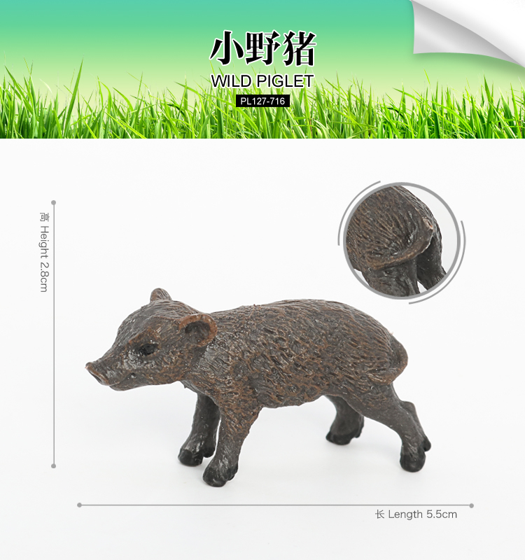 716 Porcelet sauvage