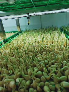 Machine de germination de fourrage d'herbe de <span class=keywords><strong>millet</strong></span> de conteneur hydroponique entièrement fermée | prix de la machine de fabrication de fourrage vert pour animaux - Product Image 5