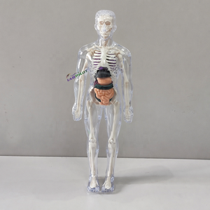 Mini Modelo de Torso para Enseñanza, <span class=keywords><strong>Cuerpo</strong></span> <span class=keywords><strong>Humano</strong></span> Anatómico de 32 cm, Juguete Educativo Musculoesquelético para Niños, Modelo 3D Biomédico <span class=keywords><strong>Desmontable</strong></span> - Product Image 1