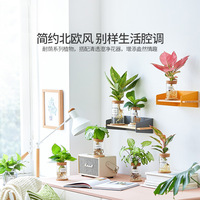Planteur de jardin écologique pour petits arbres, Pot de fleurs, Logo personnalisé, Style moderne