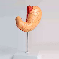 DARHMMY - Modelo Anatómico de Estómago a Tamaño Real para Educación Médica, Utilizado por Estudiantes en el Aula