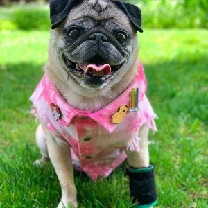 Chaleco vaquero personalizable de alta calidad para mascotas - Product Image 2