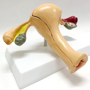 Medical Science <strong>Uterus</strong> Anatomical <strong>Model</strong> Plastic Female <strong>3d</strong> Modeling Human <strong>Uterus</strong> <strong>Model</strong>