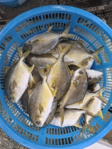 <span class=keywords><strong>Poisson</strong></span> Pompano Doré Congelé, Pomfret Doré Congelé IQF 300-400g 400-500g, Fruits de Mer d'Élevage en Gros pour l'Europe - Product Image 6