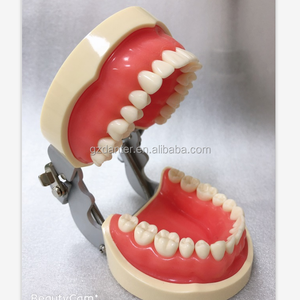 Tipodonto Dentale con Denti Permanenti a Radici Diritte per <span class=keywords><strong>Pratica</strong></span> Studentesca - Product Image 4