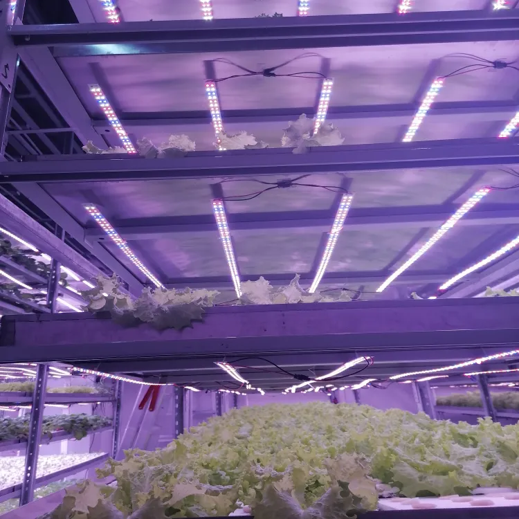 Dikey tarım teknoloji kapalı sebze bitki yetiştirme lambaları hidroponik dikey çiftlik sera katmanlı bitkiler Aquaponic