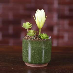 <span class=keywords><strong>Pot</strong></span> de fleur à fente, 1 pièce Z518, Mini <span class=keywords><strong>bonsaï</strong></span>, plantes hydroponiques succulentes, pour décoration de maison et de bureau - Product Image 4