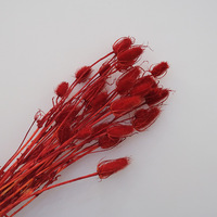 Tête de fleur de Teasel Dipsacus stabilisée, naturelle et véritable, teinte, pour artisanat DIY, arrangements floraux, décoration de mariage et cadeau