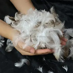 No Smell 5-8CM Washed White Duck Feather Cushion Filling Raw Materials