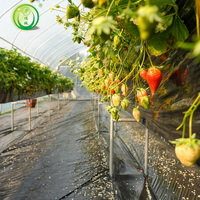 Serre en film plastique à simple travée Jiapei à faible coût pour la culture des fraises et serre économique en film plastique pour la culture des myrtilles