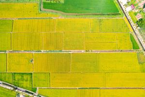 Extracto de Semilla de Péptido de Arroz Hipoalergénico de Grado Alimenticio con Vitamina, Envasado al Vacío para Alimentos Medicinales Dirigidos a Pacientes con Alergias Alimentarias - Product Image 4