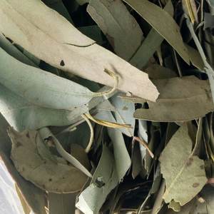 <span class=keywords><strong>Feuilles</strong></span> <span class=keywords><strong>d</strong></span>'<span class=keywords><strong>eucalyptus</strong></span> entiers sans produits chimiques, <span class=keywords><strong>feuilles</strong></span> <span class=keywords><strong>d</strong></span>'<span class=keywords><strong>eucalyptus</strong></span> naturelles, brutes et séchées, <span class=keywords><strong>feuilles</strong></span> <span class=keywords><strong>d</strong></span>'<span class=keywords><strong>eucalyptus</strong></span> en vrac pour <span class=keywords><strong>tisane</strong></span> - Product Image 5
