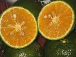 Naranjas Verdes de Vietnam al por Mayor en Grandes Cantidades - Product Image 6