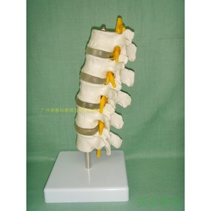 Five-segment lumbar vertebra model, spinal model, spinal girdles, intervertebral <b>discs</b>, nerve model, skeleton, thoracic - Product Image 4