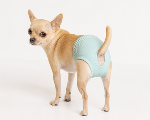 Pantalon élastique doux pour chien, sous-vêtements sanitaires pour animaux de compagnie, couleur unie, trou pour la queue ouvert, pour Chihuahua, petits chiens - Product Image 1