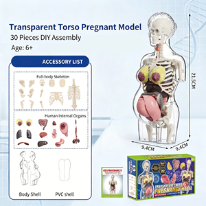Nouveau modèle de torse de grossesse, modèle anatomique <span class=keywords><strong>du</strong></span> corps <span class=keywords><strong>humain</strong></span>, kit pédagogique scientifique transparent 4D <span class=keywords><strong>du</strong></span> corps féminin <span class=keywords><strong>humain</strong></span>. - Product Image 4