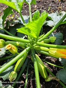 Fertilizante de Alta Qualidade para Horticultura, Algas Marinhas Ascophyllum Nodosum, Fertilizante de Ácido Alginico Certificado Orgânico Ca&B - Product Image 4