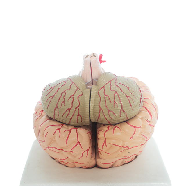 Human Brain Cerebral Arteries Anatomical Model PET Material Medical Education for Schools and Hospitals SMD122E