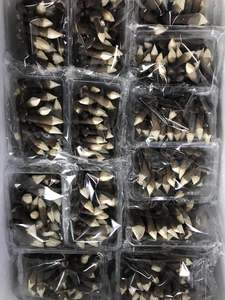 Mushroom EW upply OP ade lack termites/Mushroom ollybia alluminosa seta - Product Image 3