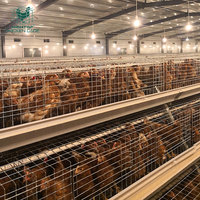Système de cages automatiques de type A pour poussins d'un jour, galvanisées à chaud, pour l'élevage de poulettes et de poussins