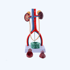 Modelo Anatómico Desmontable <span class=keywords><strong>de</strong></span> Alta Calidad del Sistema Urinario Humano, Modelo <span class=keywords><strong>de</strong></span> Riñón y <span class=keywords><strong>Vejiga</strong></span> - Product Image 4