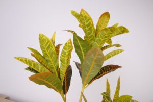 55 CENTIMETRI Piccolo Piante Artificiali Falsi Piante in Vaso di fiori di Colore Caldo Albero Per La Decorazione Domestica - Product Image 3