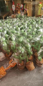 Giocattolo <span class=keywords><strong>Cactus</strong></span> Parlante e Danzante in Peluche Morbido, Bestseller per Bambini - Product Image 4