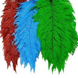 Feuilles <span class=keywords><strong>de</strong></span> fougère séchées naturelles en gros pour la décoration intérieure – Grandes feuilles <span class=keywords><strong>de</strong></span> fougère préservées - Product Image 5