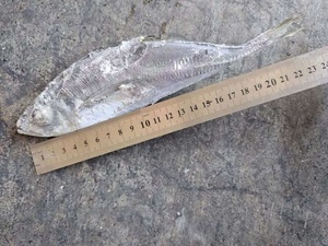 J013高品质の马サバ冷冻10kg - Product Image 3