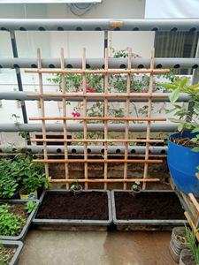 Natural <b>Wooden</b> Garden <b>Stakes</b> for Tree and Plant Support Eucalyptus Acacia Timber Poles - Product Image 6